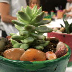 Plant and Pot Workshop (All Ages Welcome)